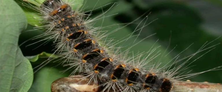 Les chenilles processionnaires urticantes