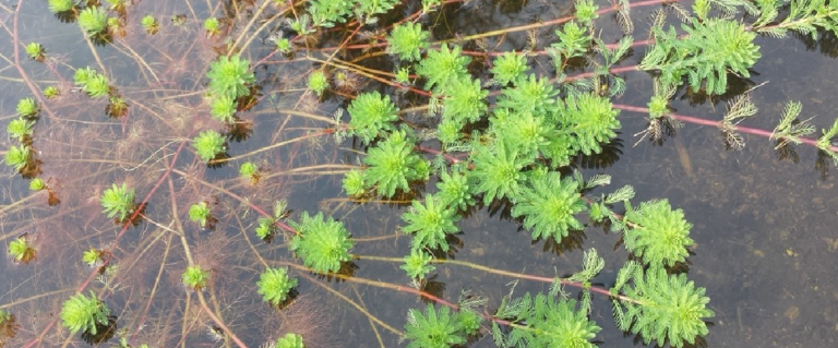 Le Myriophylle du Brésil