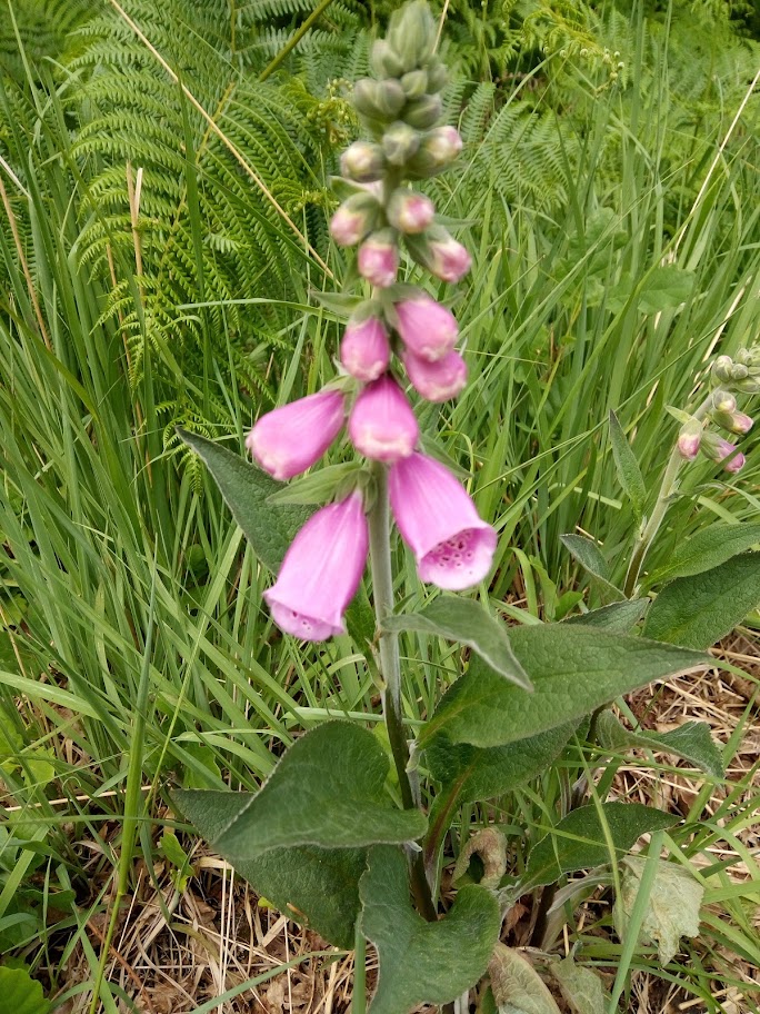 Un concours pour récompenser les prairies agricoles
