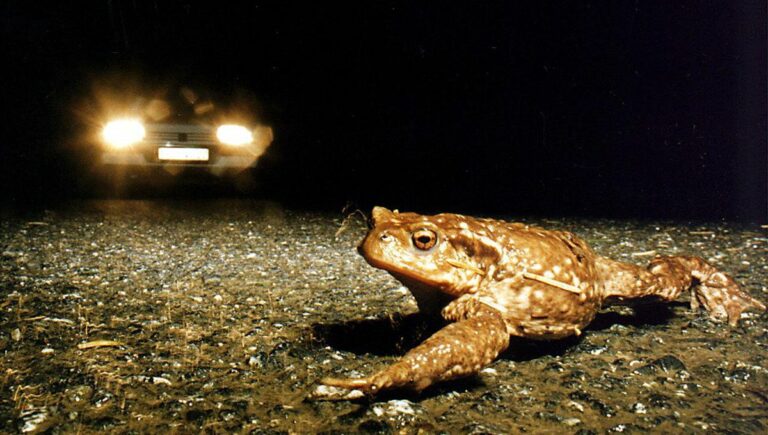 Migrations des amphibiens en cours